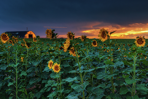 Whispers Of Summer by John De Bord Whispers Of Summer by John De Bord
