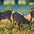 Triplets