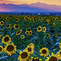 Evening Colors Of Summer