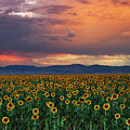 God's Sunflower Sky