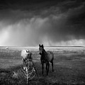 Horses In The Storm