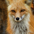 Red Fox Portrait