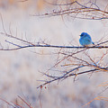 Signs Of Spring